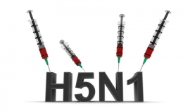 Vogelgrippe H5N1